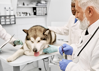 Dog Vaccinations in Allen