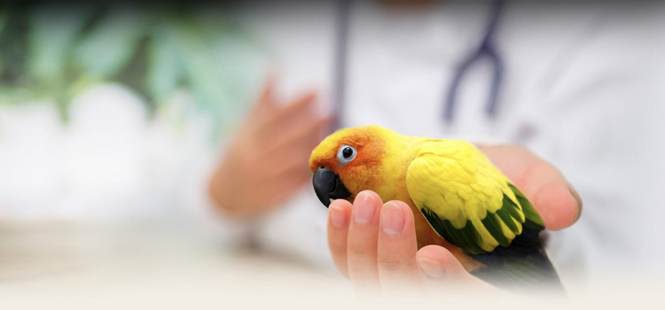 Bird's Regular Veterinary Care in Frisco