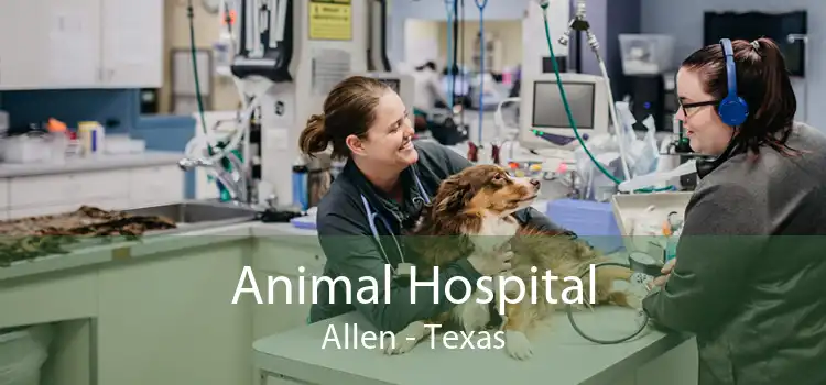 Animal Hospital Allen - Texas
