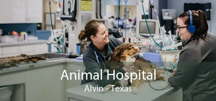 Animal Hospital Alvin - Texas