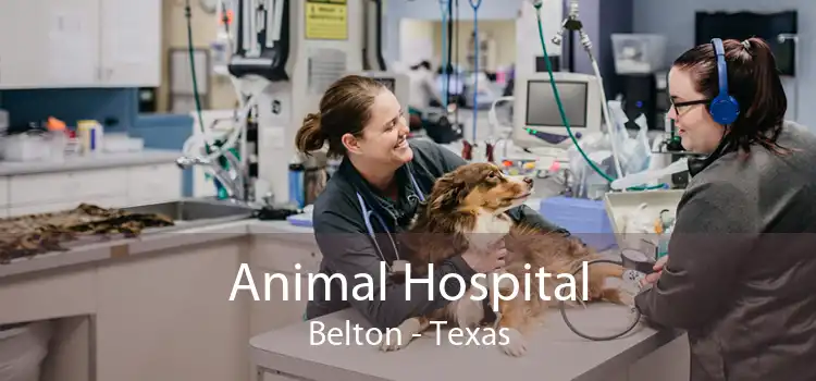 Animal Hospital Belton - Texas