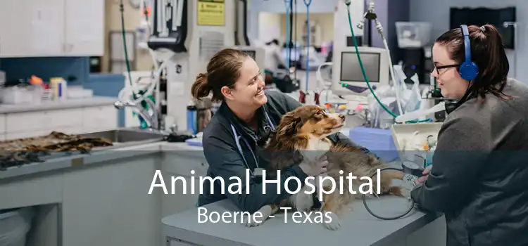 Animal Hospital Boerne - Texas