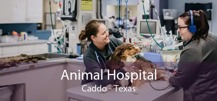 Animal Hospital Caddo - Texas