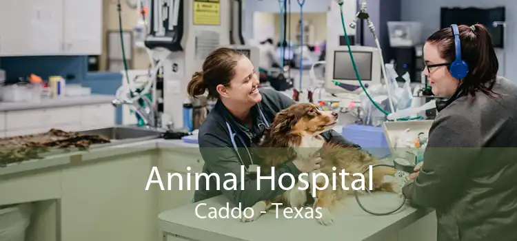 Animal Hospital Caddo - Texas