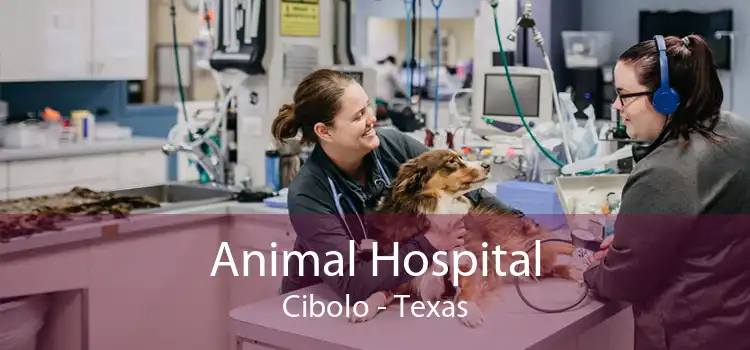 Animal Hospital Cibolo - Texas