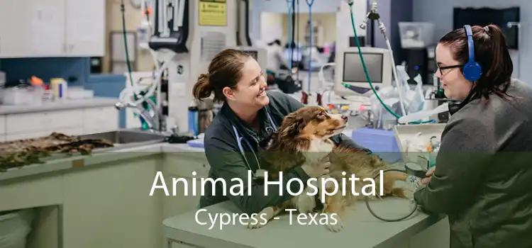 Animal Hospital Cypress - Texas