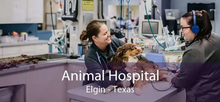 Animal Hospital Elgin - Texas