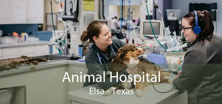 Animal Hospital Elsa - Texas
