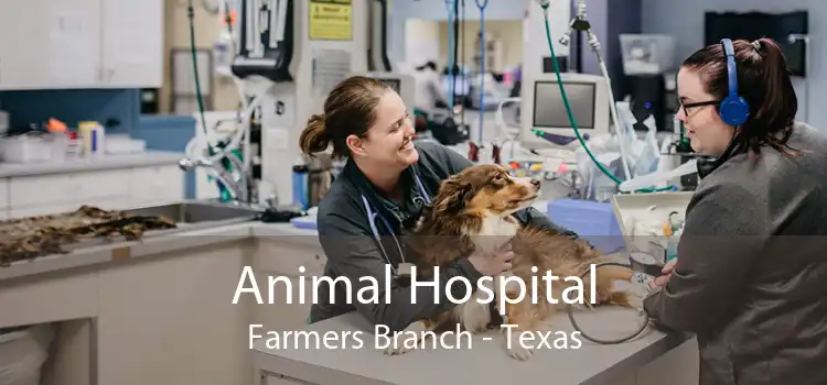 Animal Hospital Farmers Branch - Texas