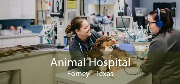 Animal Hospital Forney - Texas