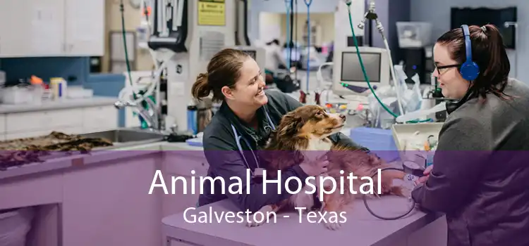 Animal Hospital Galveston - Texas
