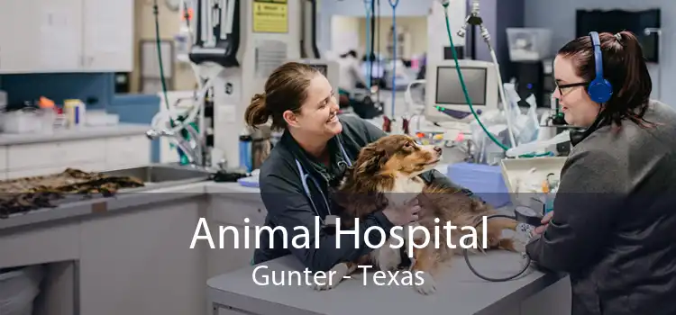 Animal Hospital Gunter - Texas
