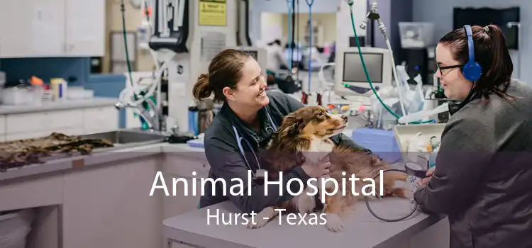 Animal Hospital Hurst - Texas