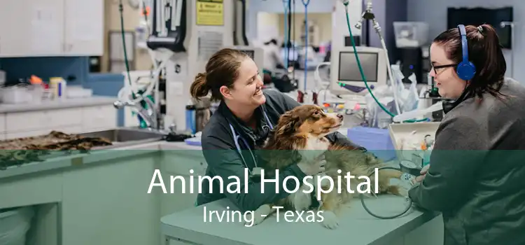 Animal Hospital Irving - Texas