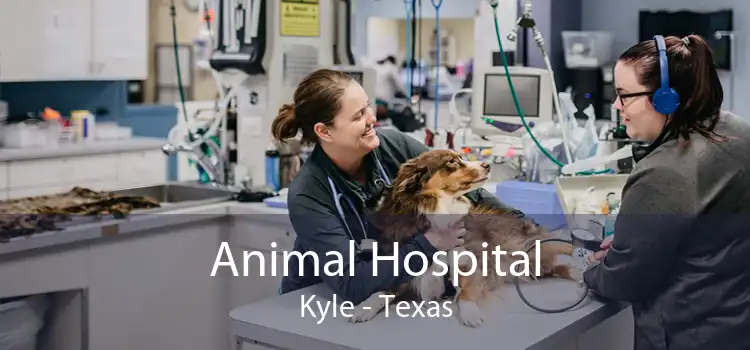 Animal Hospital Kyle - Texas