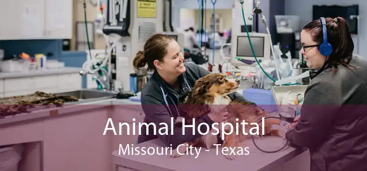 Animal Hospital Missouri City - Texas
