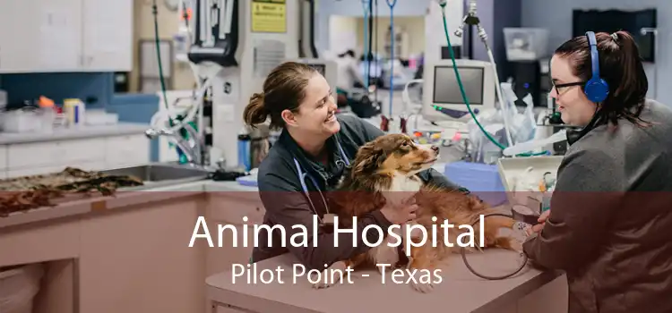 Animal Hospital Pilot Point - Texas