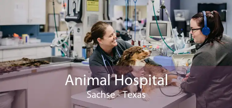 Animal Hospital Sachse - Texas