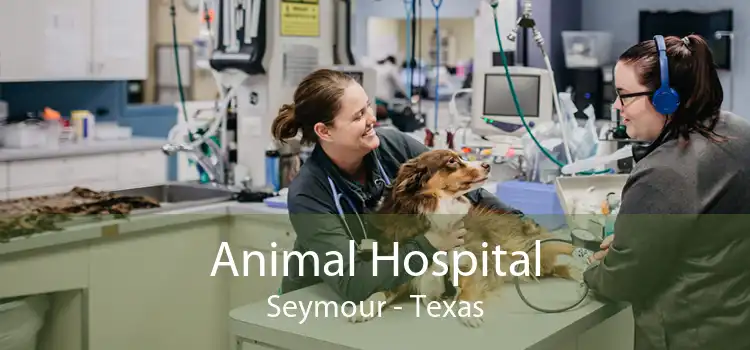 Animal Hospital Seymour - Texas