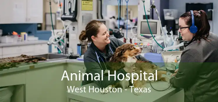 Animal Hospital West Houston - Texas