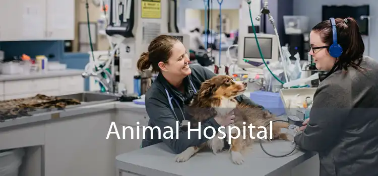 Animal Hospital 