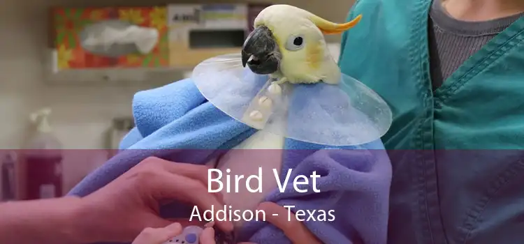 Bird Vet Addison - Texas