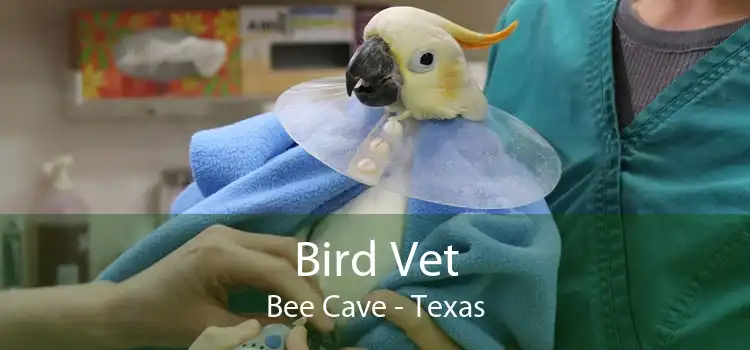 Bird Vet Bee Cave - Texas