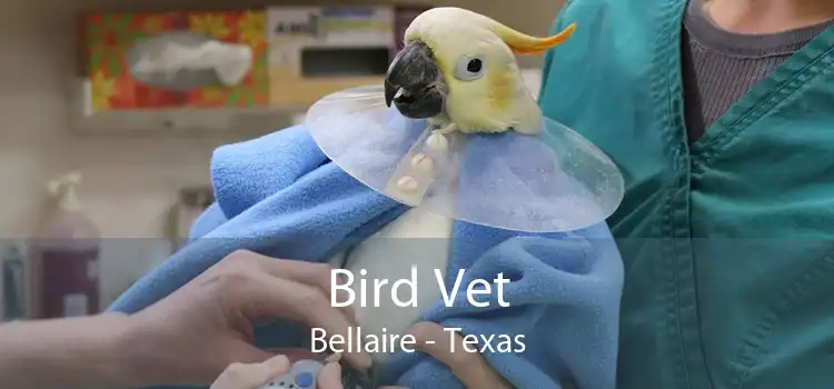 Bird Vet Bellaire - Texas