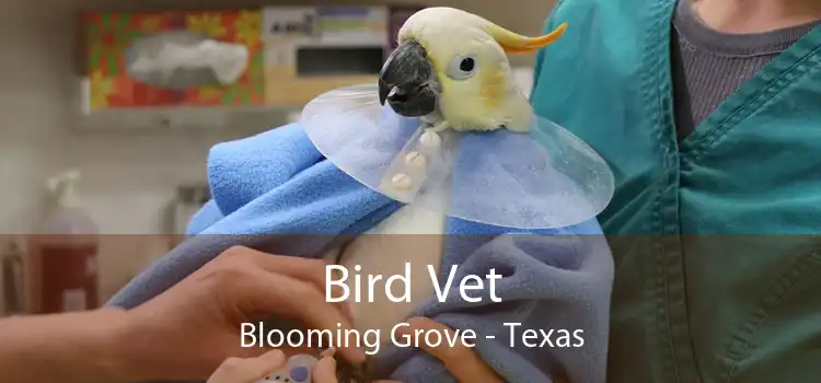 Bird Vet Blooming Grove - Texas