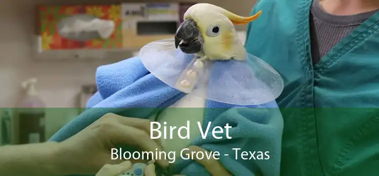 Bird Vet Blooming Grove - Texas