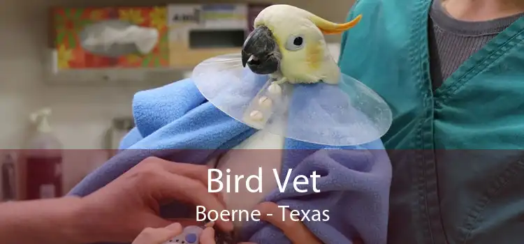 Bird Vet Boerne - Texas