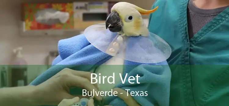 Bird Vet Bulverde - Texas