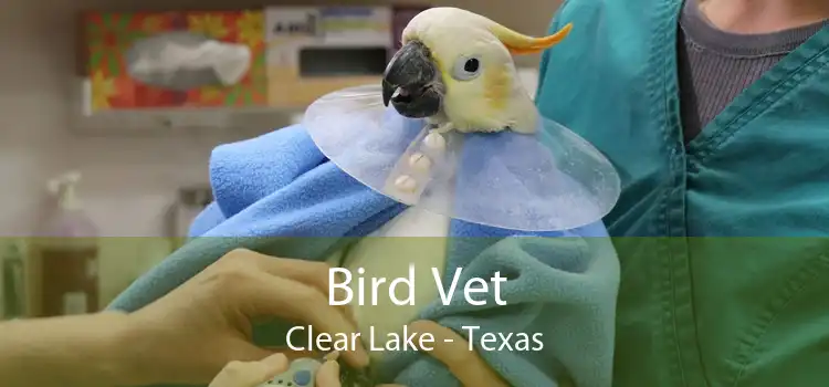Bird Vet Clear Lake - Texas