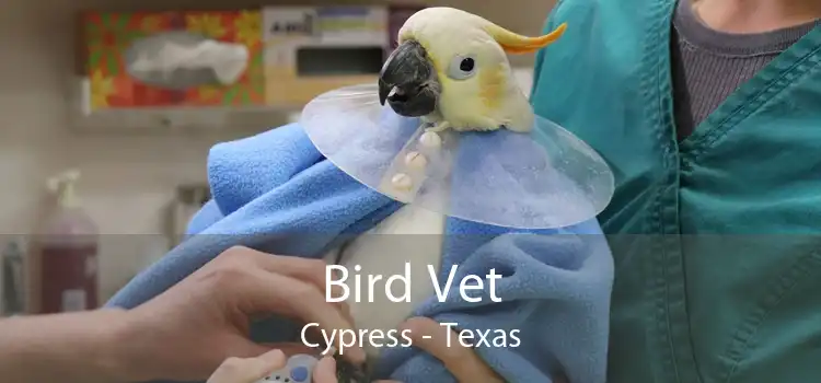 Bird Vet Cypress - Texas