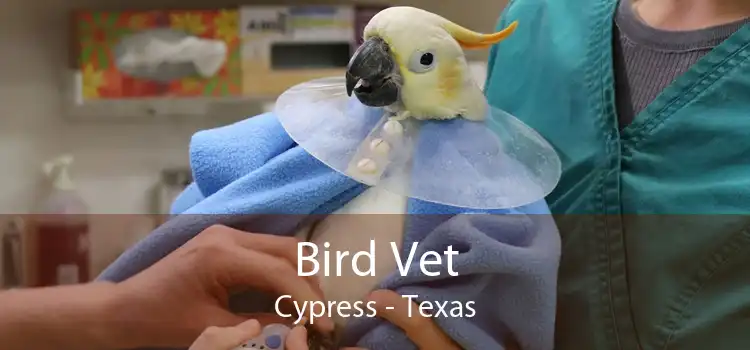 Bird Vet Cypress - Texas