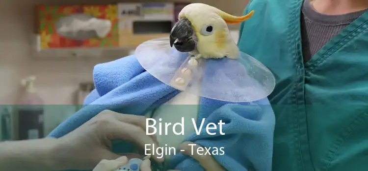 Bird Vet Elgin - Texas