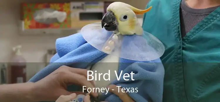 Bird Vet Forney - Texas