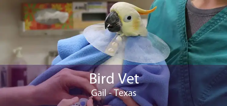 Bird Vet Gail - Texas