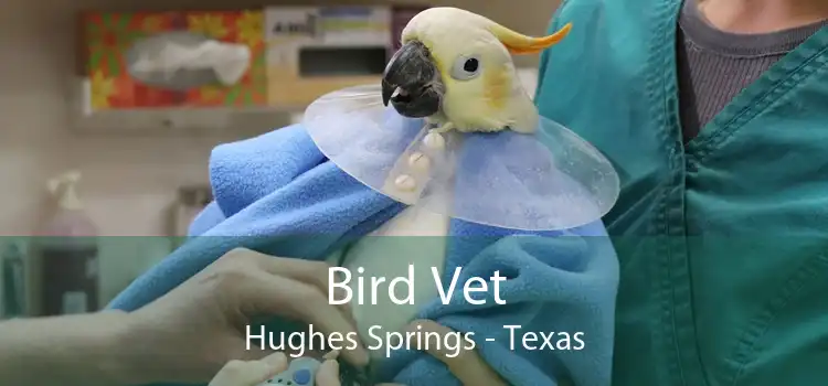 Bird Vet Hughes Springs - Texas