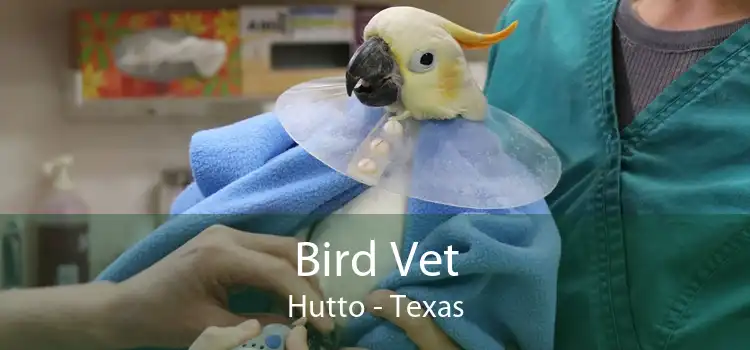 Bird Vet Hutto - Texas