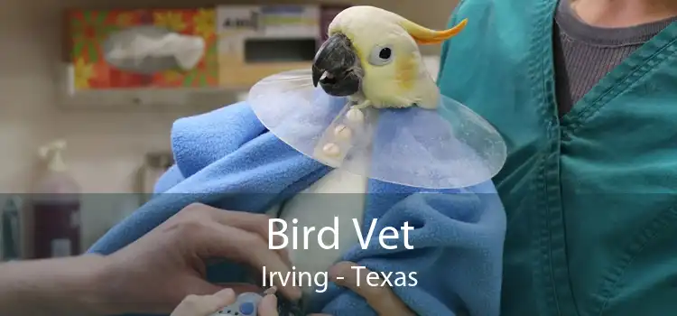 Bird Vet Irving - Texas