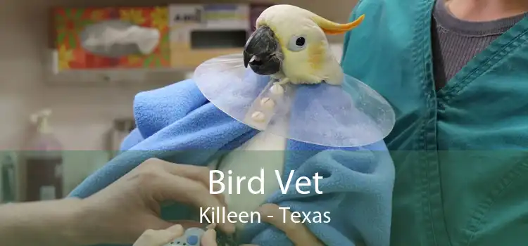 Bird Vet Killeen - Texas