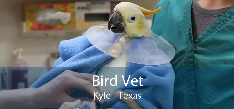 Bird Vet Kyle - Texas