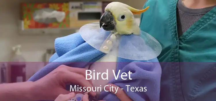 Bird Vet Missouri City - Texas