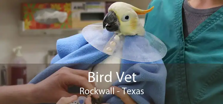 Bird Vet Rockwall - Texas