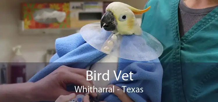 Bird Vet Whitharral - Texas
