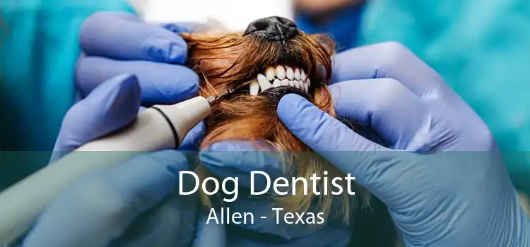 Dog Dentist Allen - Texas