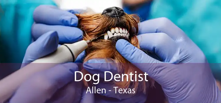 Dog Dentist Allen - Texas