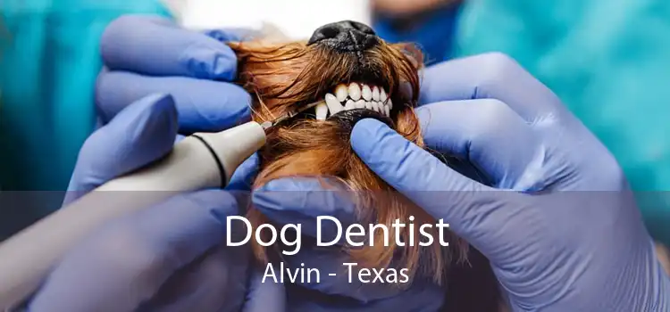 Dog Dentist Alvin - Texas