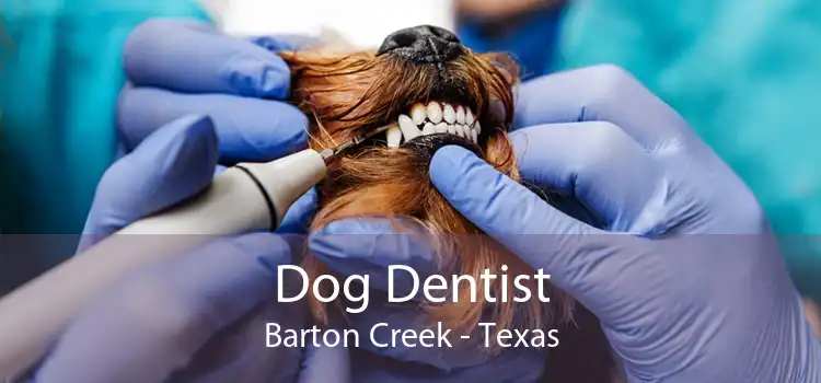 Dog Dentist Barton Creek - Texas